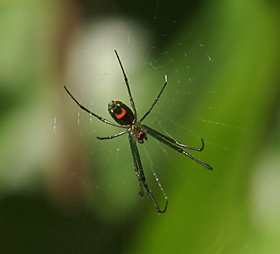 [This all-green spider is in the middle of a web. On its underside, which faces the camera, are two yellow dots and a u-shaped red section. The yellow dots appear to be eyes above a smiling red mouth.]